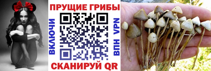 Псилоцибиновые грибы прущие грибы  Балей 